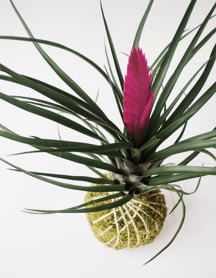 Pink Quill Cocodema Pine Cocodema Hakkında: 1 metreyi geçmeyen küçük yapılı mini çam bitkisi yapraklarındaki yoğun çam kokusuyla, sevdikleriniz için harika bir yeni yıl hediyesi olacak! Kokedama tasarımında “Chameacyparis Lawsoniana Elwoodii” çamı, el yap