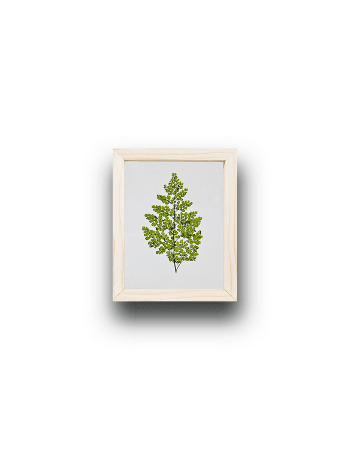 Maidenhair Çerçeve Adiantum Raddianum bitkisi; Türkçe’de yaygın olarak “Venüs Çayı“, İngilizce’de ise Maidenhair Fern olarak anılır. Bakım gerektirmez. Şoklanmış Maidenhair Fern, renk değiştirmez. Cam kanallardan bitki değiştirebilir. Maidenhair Çerçeve H