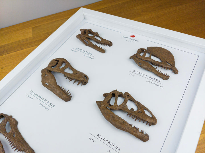 Etobur - Tablo Koleksiyon Hikayesi: Dinozorların Evrenine Açılan Pencere ‘ isimli sınırlı sayıdaki yeni serimizi sizlere sunmanın mutluluğu içerisindeyiz. Dinozor ve fosil sevginizi bir adım ileri taşıyacak koleksiyon parçası; 6 farklı etçil dinozor türün