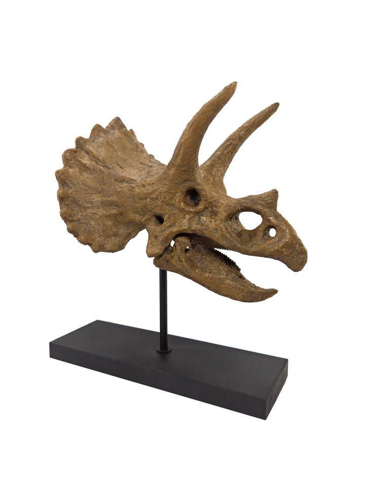 Triceratops - Omurgalı Heykeli Koleksiyon Hikayesi: Bu etkileyici canlılar Geç Kretase döneminde(75-71 milyon yıl önce) dünya'da yaşadılar ve fosil kalıntıları 1923 yılında Moğolistan'ın Gobi Çölünde bulundu. Düzinelerce keskin, tırtıklı dişlerle donanmış