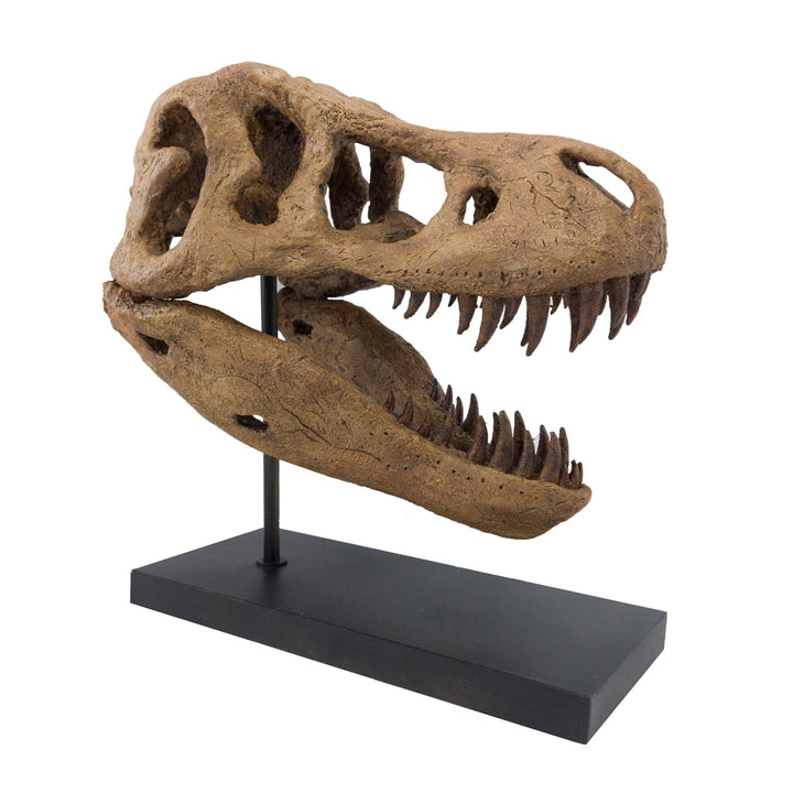 T-Rex Heykeli Koleksiyon Hikayesi: Bu Dev Vahşi Canlılar Geç Kretase döneminde(68-66 milyon yıl önce) dünya'da yaşadılar ve fosil kalıntıları 1902 yılında Hell Creek, Montana'da bulundu. Düzinelerce keskin, parçalayıcı dişlerle donanmış ve toplam uzunluğu