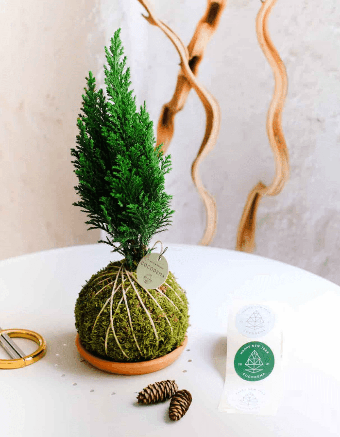 Pine Cocodema Pine Cocodema Hakkında: 1 metreyi geçmeyen küçük yapılı mini çam bitkisi yapraklarındaki yoğun çam kokusuyla, sevdikleriniz için harika bir yeni yıl hediyesi olacak! Kokedama tasarımında “Chameacyparis Lawsoniana Elwoodii” çamı, el yapımı se