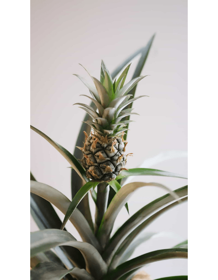 Pineapple Pineapple Hakkında: Tropik bir bitki türü olan Bromeliad ailesinden Ananas; dayanıklı ve bakımı oldukça kolay bir bitkidir. Sevdikleriniz için akılda kalıcı ve eğlenceli bir hediye olacak Ananas bitkisinin meyvesi zaman içinde kendini yenileyece