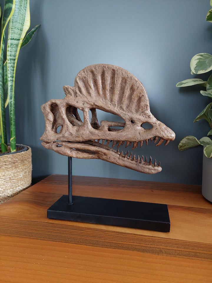 Dilophosaurus Heykeli Koleksiyon Hikayesi: Bu etkileyici canlılar Erken Jura döneminde(201-174 milyon yıl önce) dünya'da yaşadılar ve fosil kalıntıları 1942 yılında Tuba City, Arizona'da bulundu. Düzinelerce keskin, tırtıklı dişlerle donanmış,kafatasında