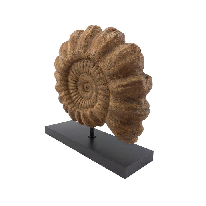 Ammonite Koleksiyon Hikayesi: Ammonitler,soyu tükenmiş deniz canlılarıdır.Nautilus türleri gibi kabuklu canlı türlerine yakından ilişkilidir.Ammonitler Devoniyen döneminde ortaya çıktı ve Kretase döneminde yok oldular. Ammonitler mükemmel indeks fosilleri